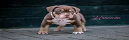 Amerikaanse Bully honden te koop: Amerikaanse pocket bully teefjes  - Advertentie 21