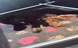 Labradoodle honden te koop: Prachtige Doodle - La Poodle pups te koop  - Afbeelding 9