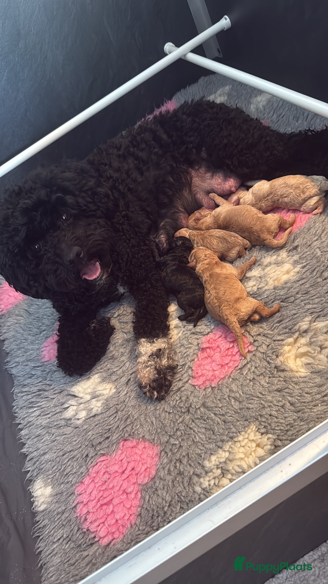 Labradoodle honden te koop: Prachtige Doodle - La Poodle pups te koop  - Afbeelding 9