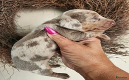 Teckel (korthaar)  honden te koop: De allermooiste dwergteckel pupjes!! - Afbeelding 17