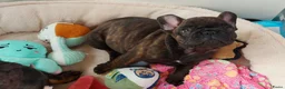 Franse Bulldog honden te koop: Prachtige Franse Bulldog pups met stamboom - Advertentie 2