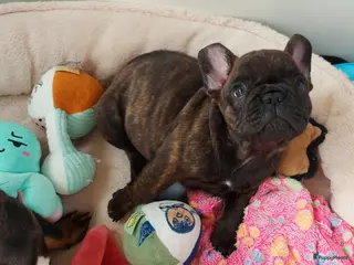 Franse Bulldog honden Prachtige Franse Bulldog pups met stamboom - Advertentie 1