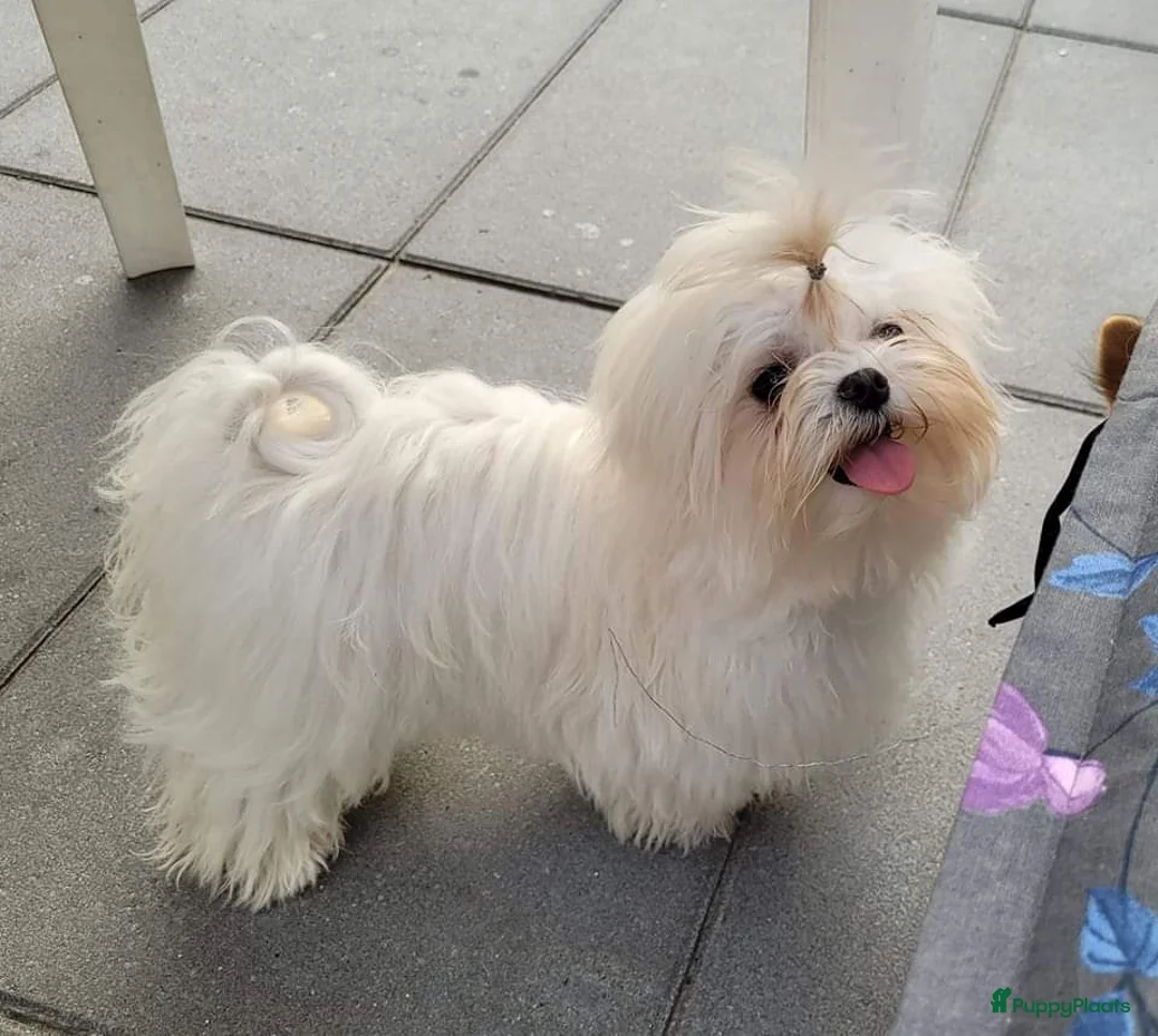 Kruising honden te koop: Mini Malchi / Mini Boomertje teefje Black & Tan  - Advertentie 9