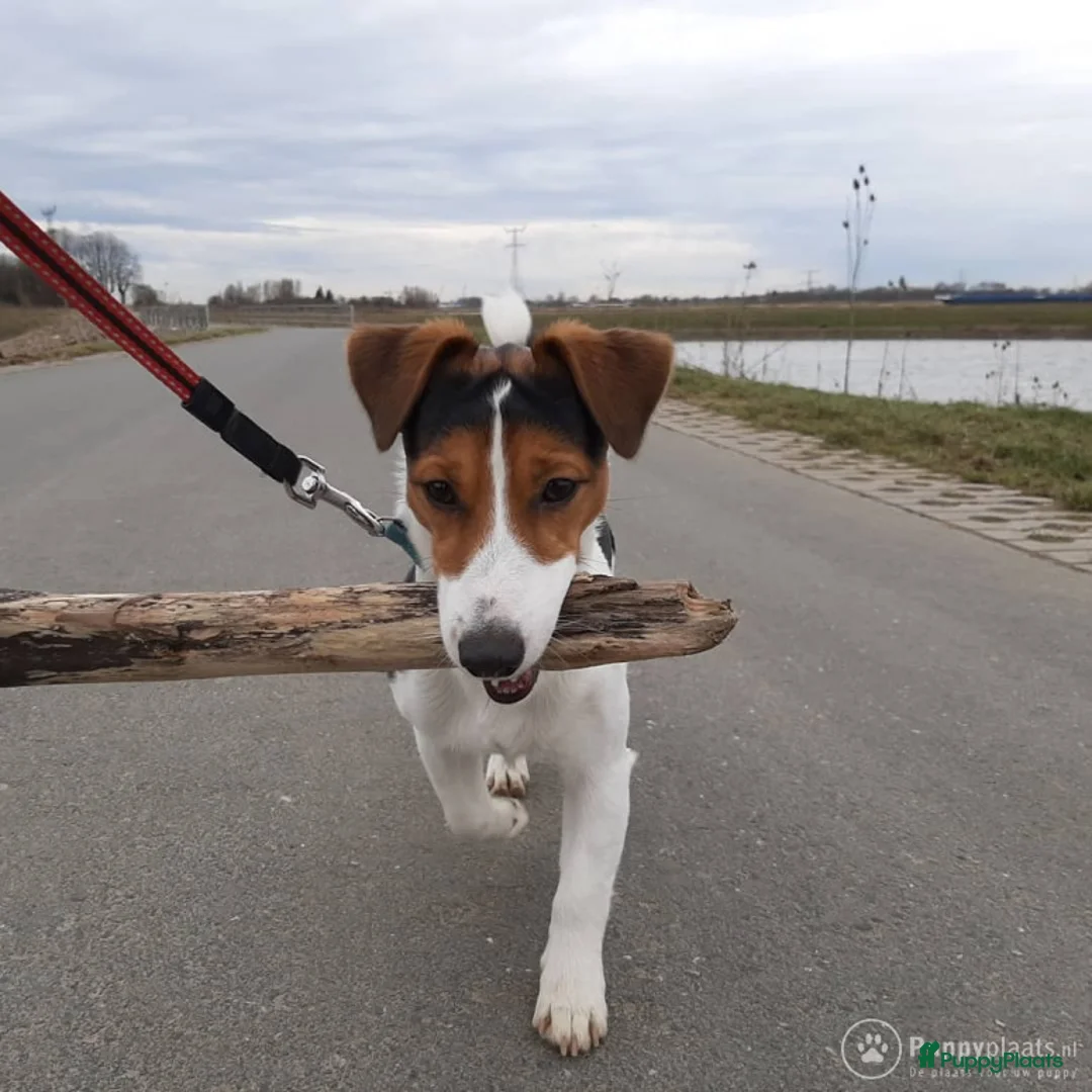 Jack Russel Terriër honden ter dekking: Jack russell ervaren dekreu in Amsterdam - Advertentie 3