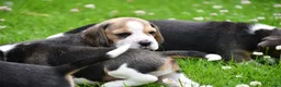 Beagle honden te koop: Prachtige Beagle pups  - Advertentie 20