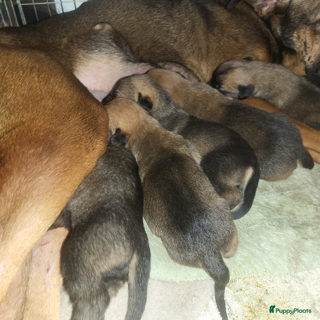 Kruising honden te koop: Mechelse herder × Ridgeback Mechelse herder - Advertentie 3