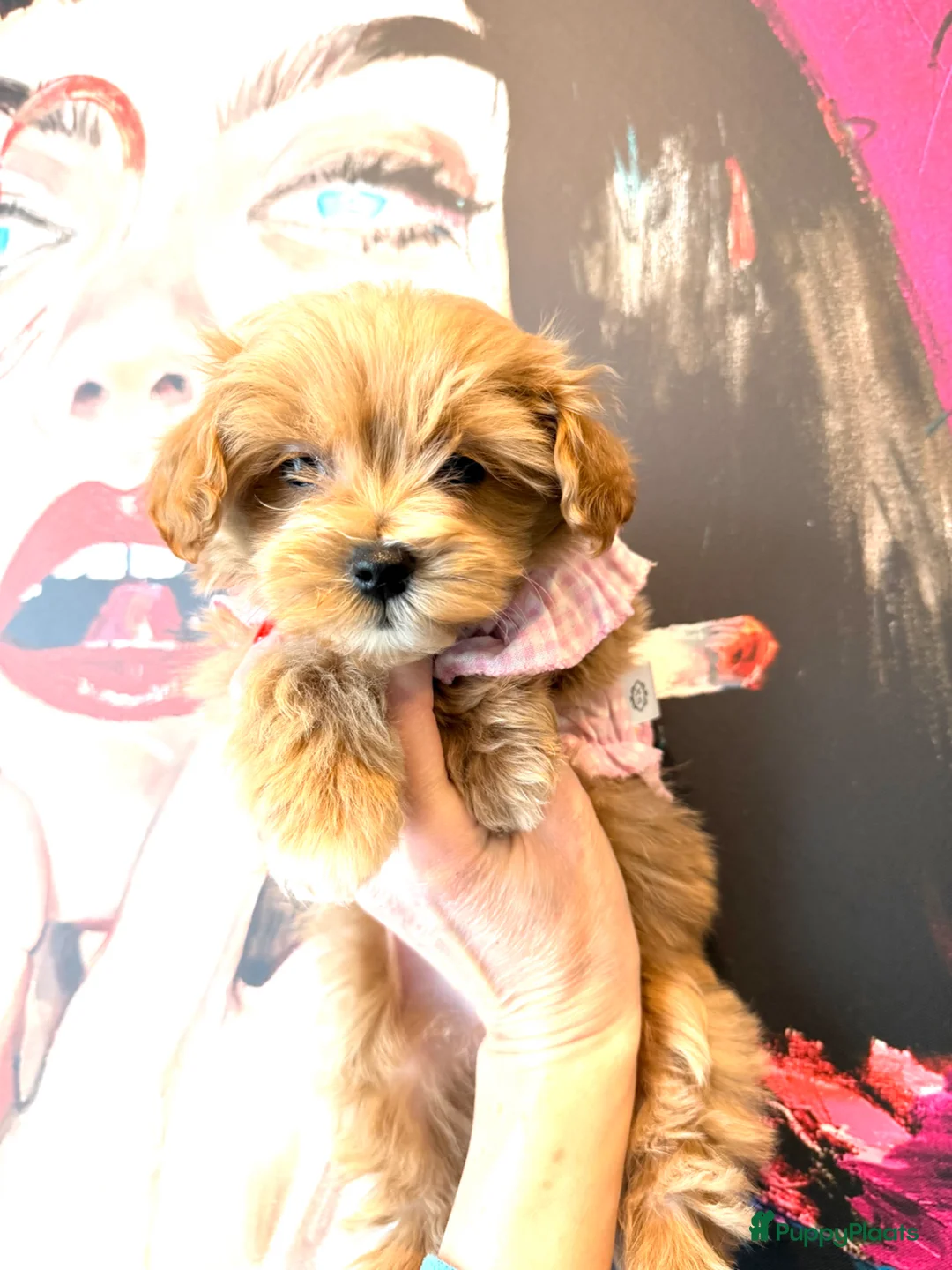 Maltipoo honden te koop: Prachtige mini MALTIPOO  pups mogen bijna verhuize - Advertentie 1