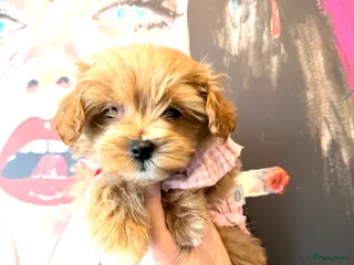 Maltipoo honden Prachtige mini MALTIPOO pups mogen bijna verhuize - Advertentie 1