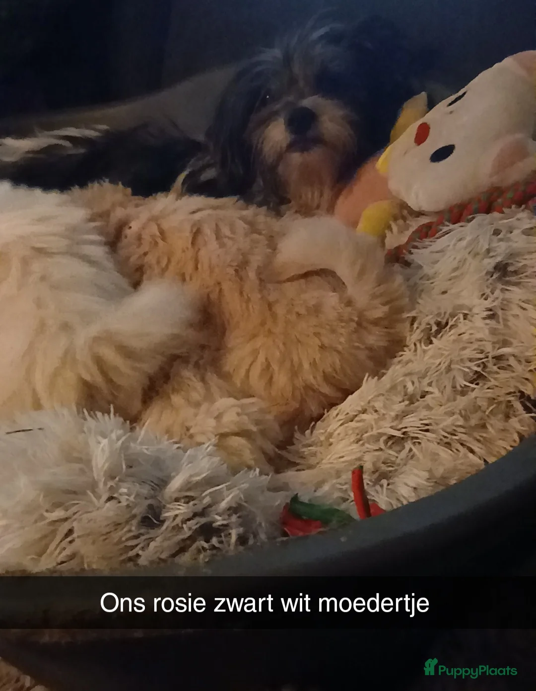 Boomer honden te koop: Prachtige boomer pups mogen nestje verlaten  - Advertentie 1