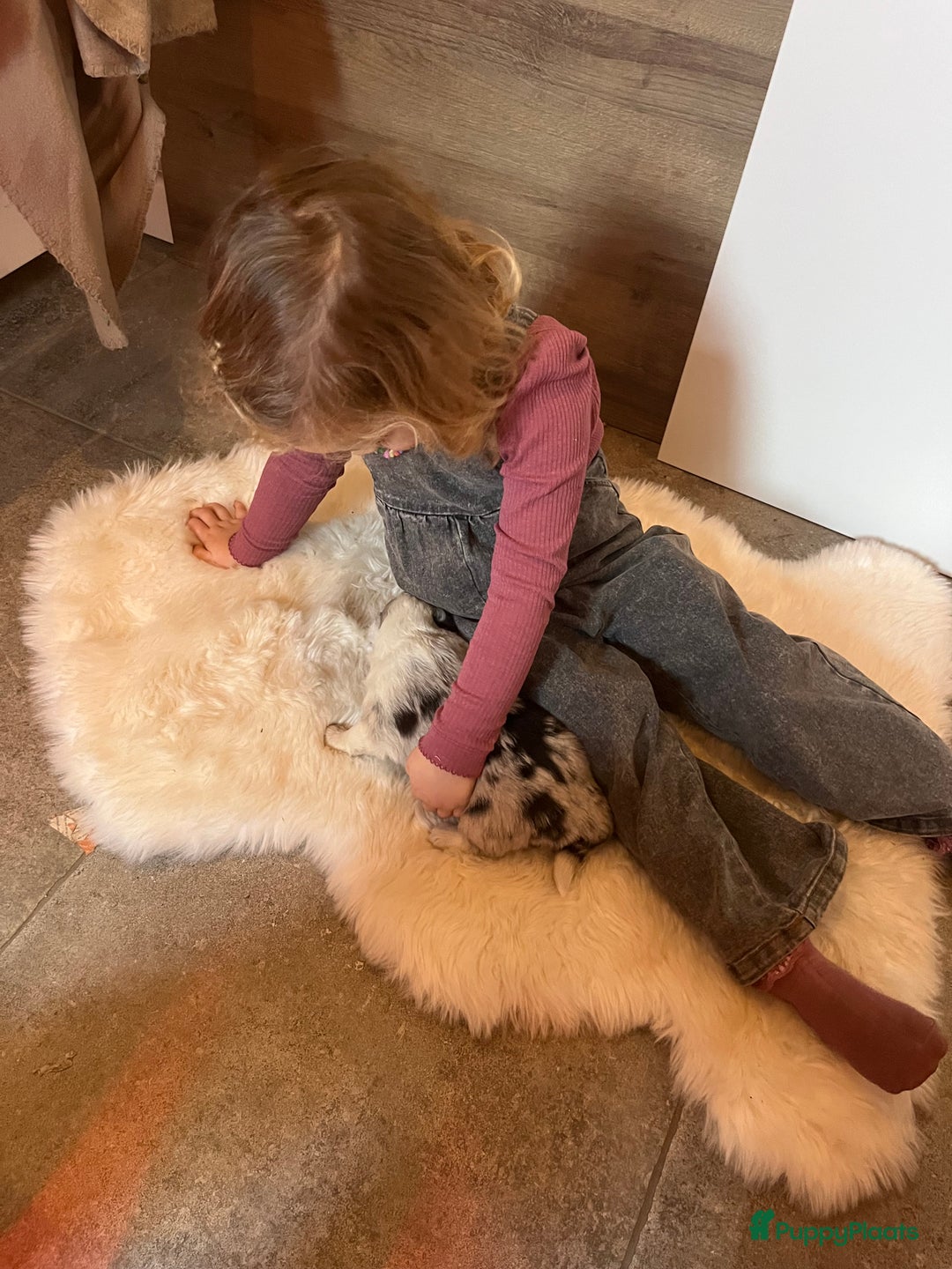 Australian Shepherd honden te koop: Australian shepherd pups - Advertentie 9