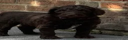 Australian Labradoodle honden te koop: Australian labradoodle met stamboom! - Advertentie 5