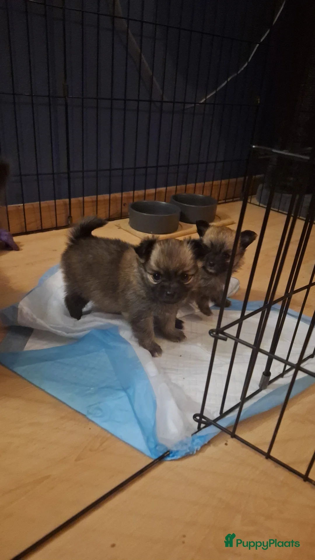 Pomchi honden te koop: Nog 1 mooi meisje over  - Advertentie 6