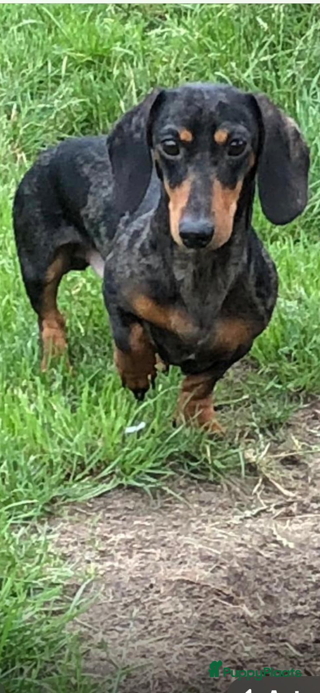 Teckel (korthaar)  honden te koop: Dwerg Teckel pups 2-1 geboren NOG 2 BESCHRIKBAAR - Advertentie 19