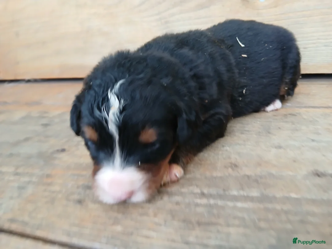 Kruising honden te koop: Berner sennen kruising  in Sint-Oedenrode - Advertentie 7