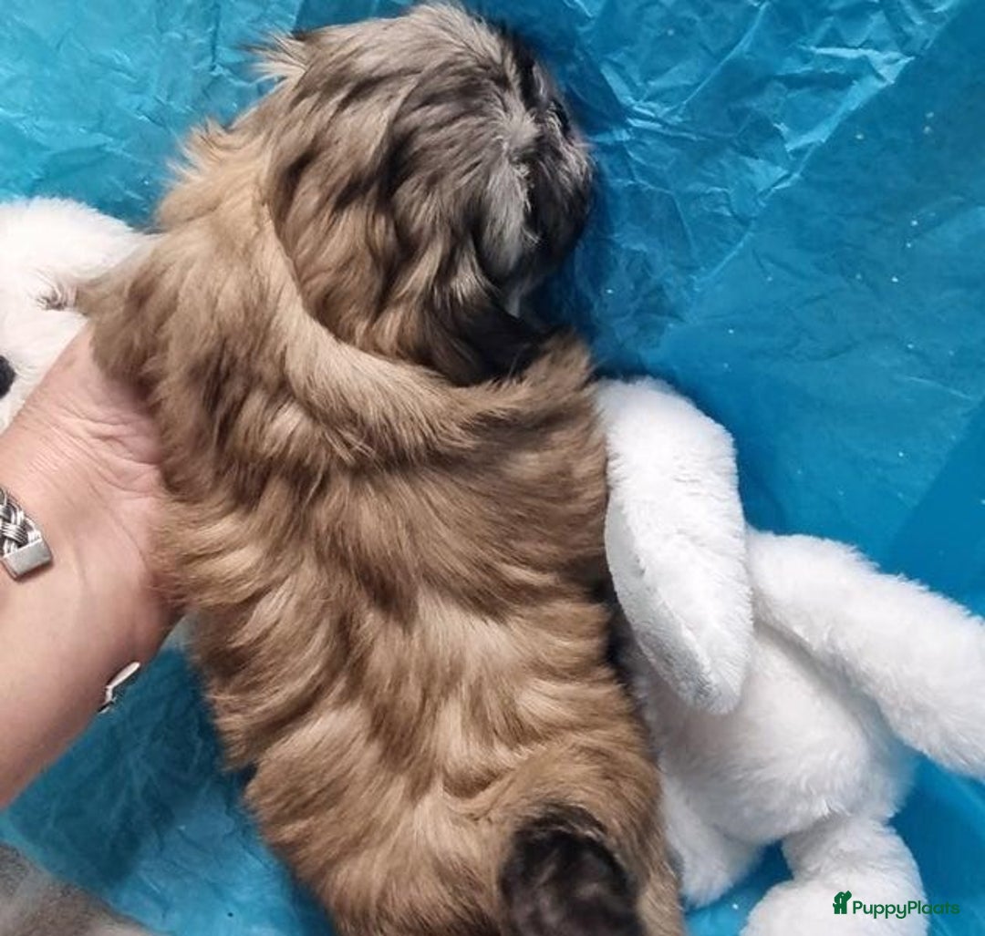 Shih Tzu honden te koop: Imperial Shih Tzu puppy's  - Advertentie 2