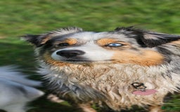 Australian Shepherd honden te koop: Mooie Australian shepherd pups in Bunschoten-Spakenburg - Afbeelding 19