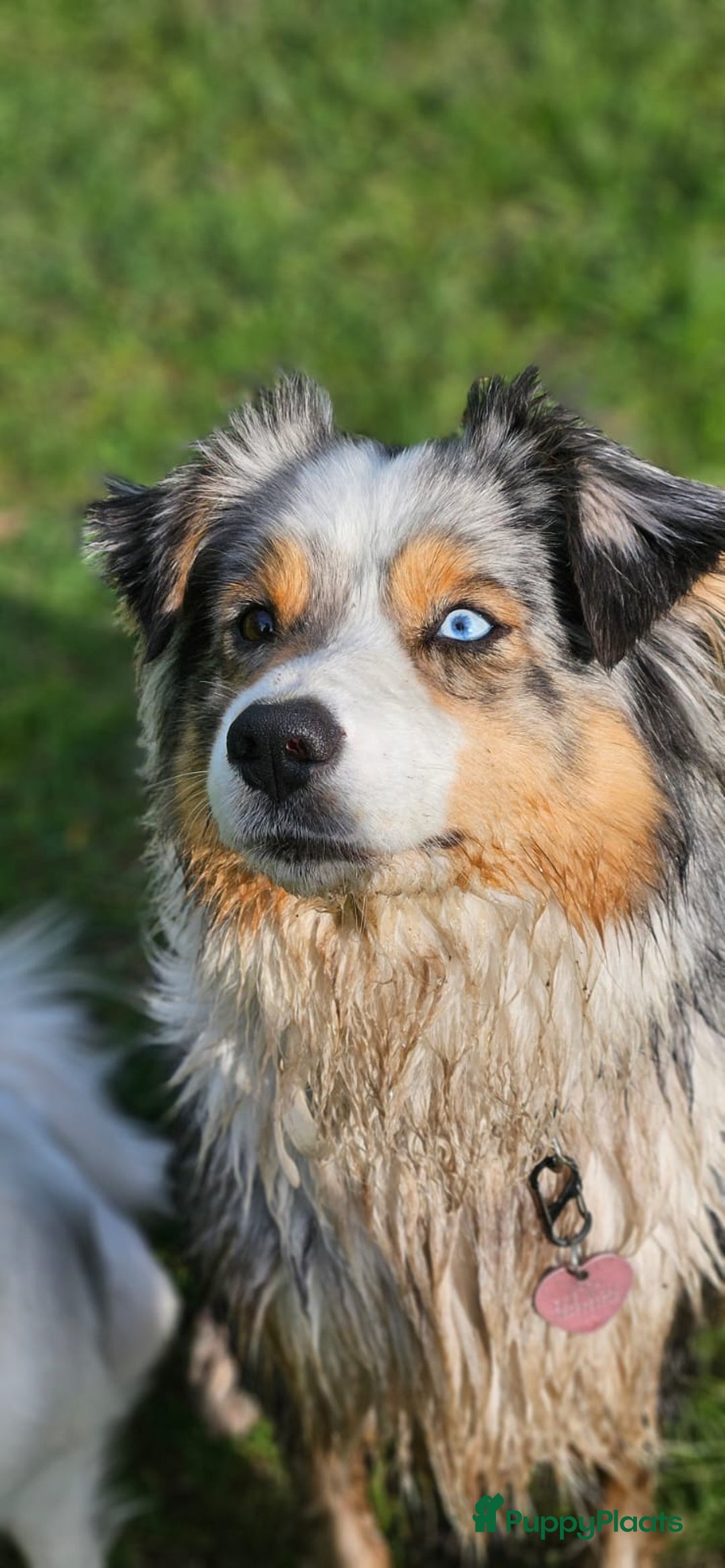 Australian Shepherd honden te koop: Mooie Australian shepherd pups in Bunschoten-Spakenburg - Afbeelding 19