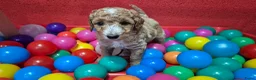 Cockapoo honden te koop: Cockapoo pupjes uit geteste ouders - Advertentie 2