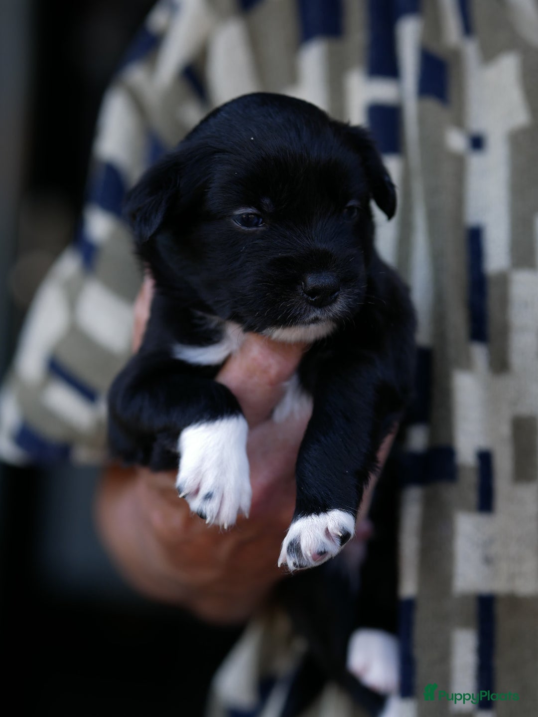 Border Collie honden te koop: Prachtige pups Border Collie/Barbado da Terceira - Afbeelding 11