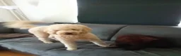 Poedel honden te koop: Dwergpoedel / Toypoedel pups te koop - Advertentie 5