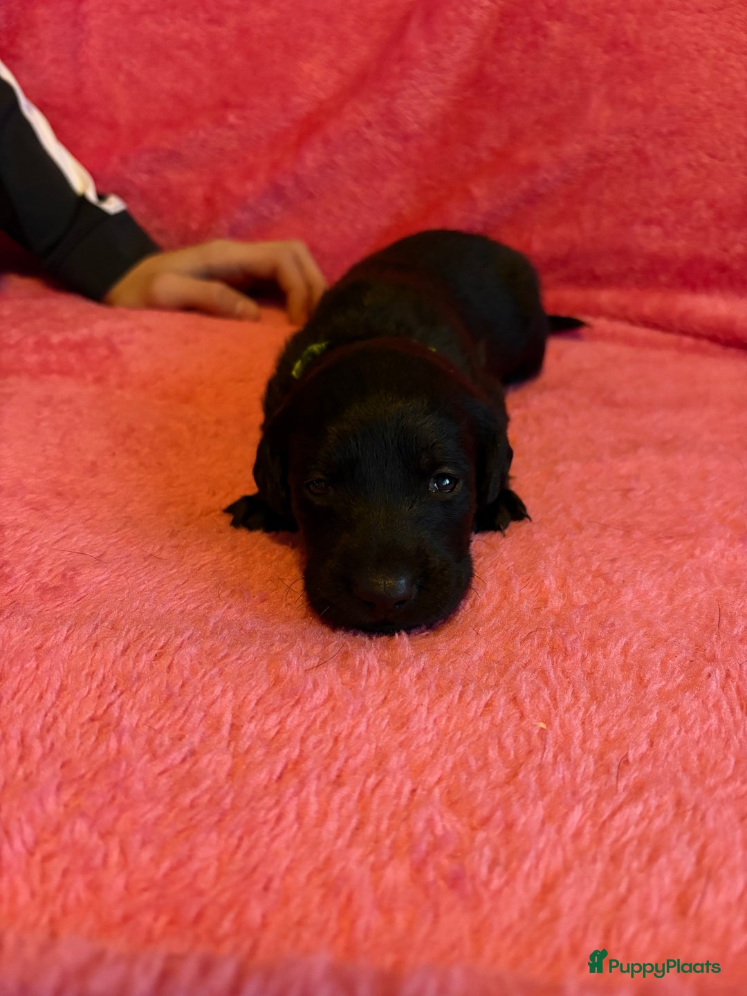 Kruising honden te koop: Labrador puppy’s - Advertentie 15