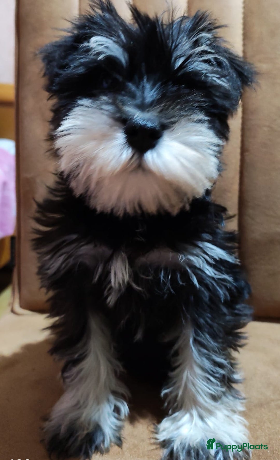 Dwergschnauzer honden te koop: Dwergschnauzer pups - Advertentie 2