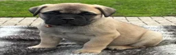 Bullmastiff honden te koop: Prachtige Bullmastiff Pups - Advertentie 2