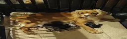 Cockapoo honden te koop: F1 mini cockapoo pups, mogen het nest verlaten  - Advertentie 8