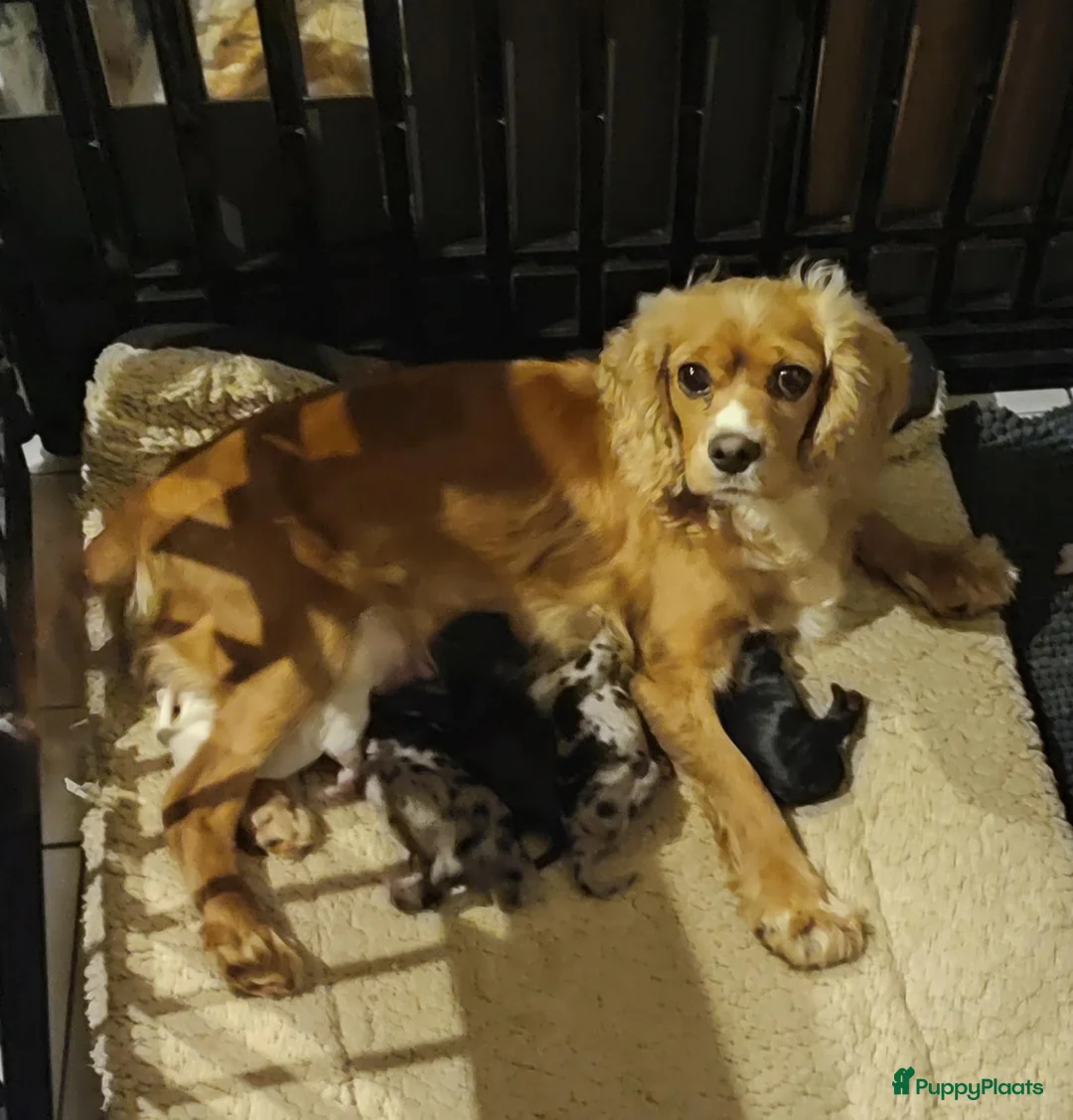 Cockapoo honden te koop: F1 mini cockapoo pups, mogen het nest verlaten  - Advertentie 8