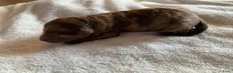 Labradoodle honden te koop: 6 prachtige Labradoodle puppy’s beschikbaar - Advertentie 8