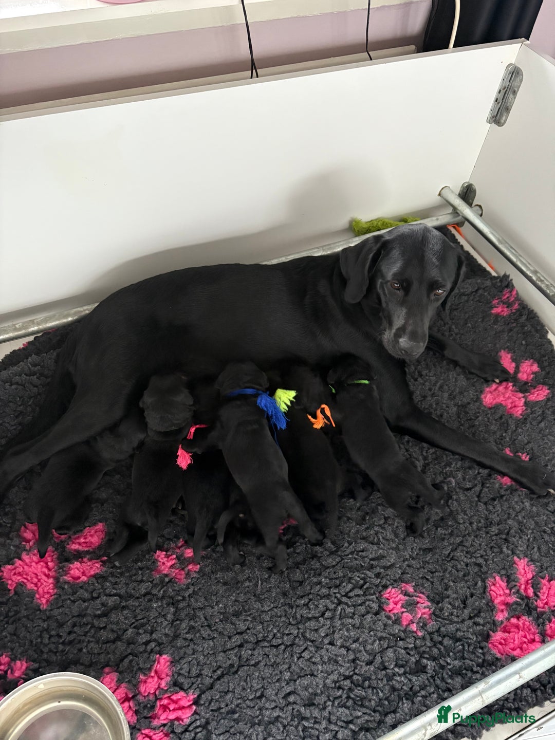 Kruising honden te koop: Labrador puppy’s - Advertentie 35