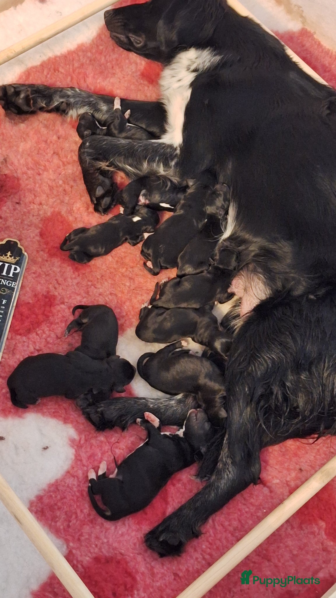 Kruising honden Mooie kruising > Bernsky >/< Friese Langhaar < - Advertentie 2