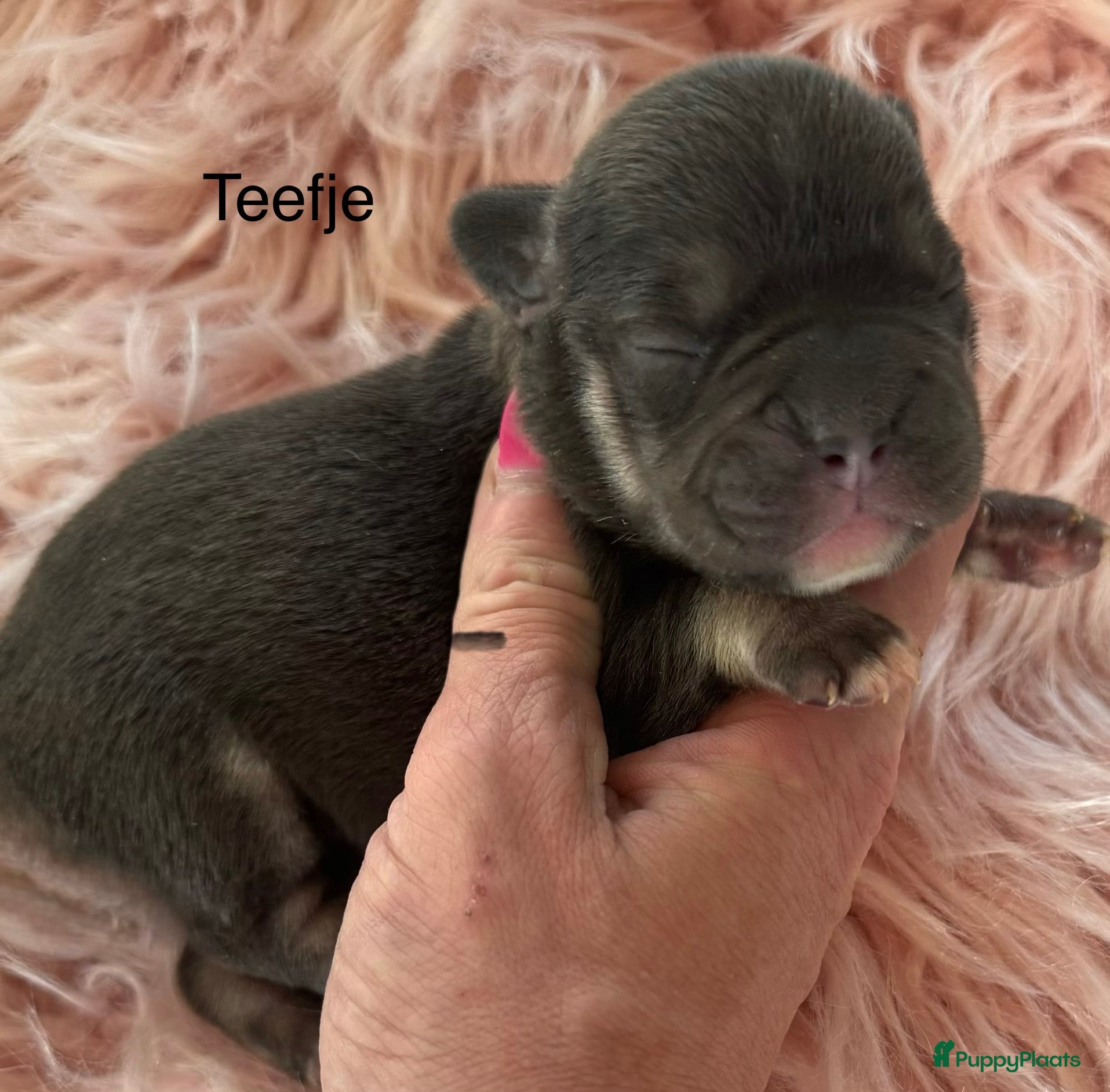 Franse Bulldog honden Prachtig nestje Franse bulldog pups  - Advertentie 2