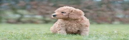 Labradoodle honden te koop: prachtige labradoodle x australian labradoodle - Advertentie 12