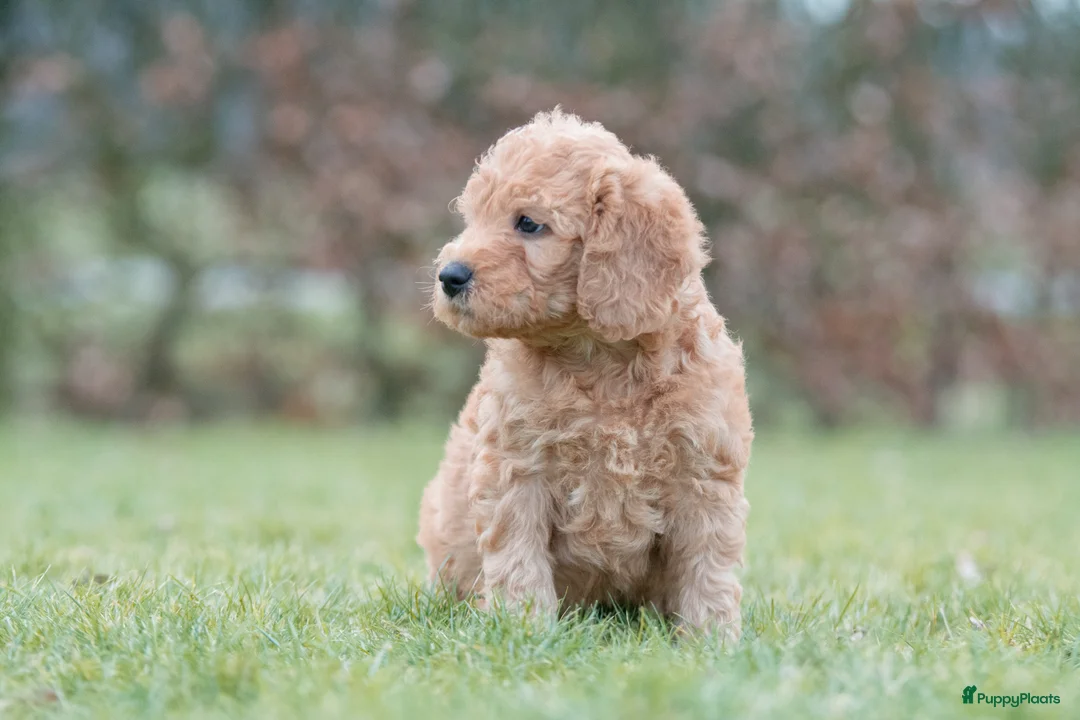 Labradoodle honden te koop: prachtige labradoodle x australian labradoodle - Advertentie 12