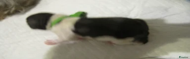 Shih Tzu 2