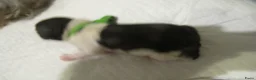 Shih Tzu honden te koop: raszuivere shih tzu het laatste mannetje - Advertentie 8