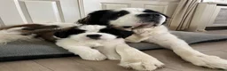 Sint Bernard Langhaar honden te koop: Sint Bernard langhaar in Wijchen - Advertentie 1