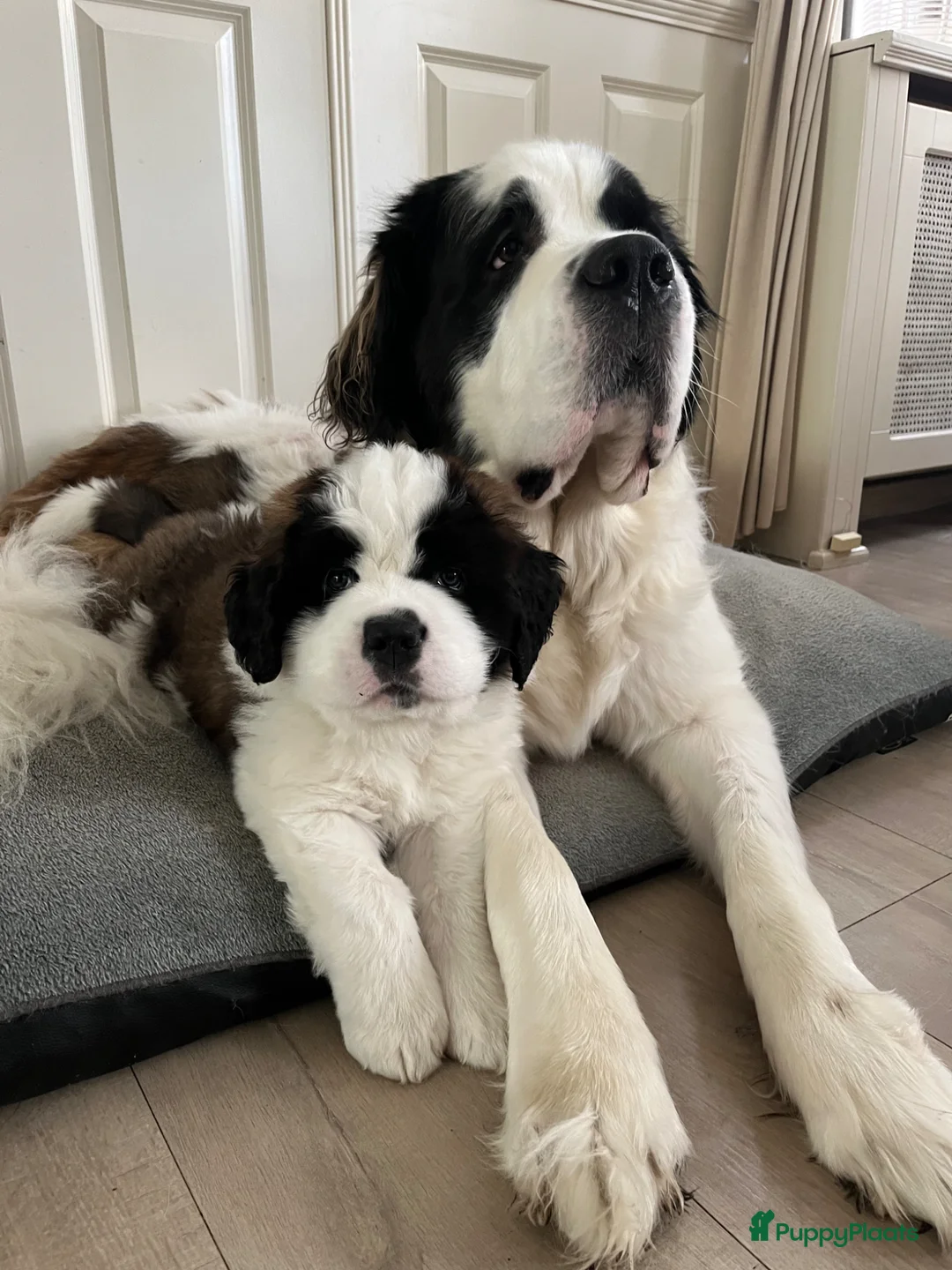 Sint Bernard Langhaar honden te koop: Sint Bernard langhaar in Wijchen - Advertentie 1