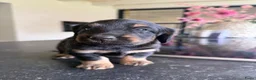 Kruising honden te koop: Teckels pups prachtige kleuren 🖤🤎🤍 - Advertentie 3