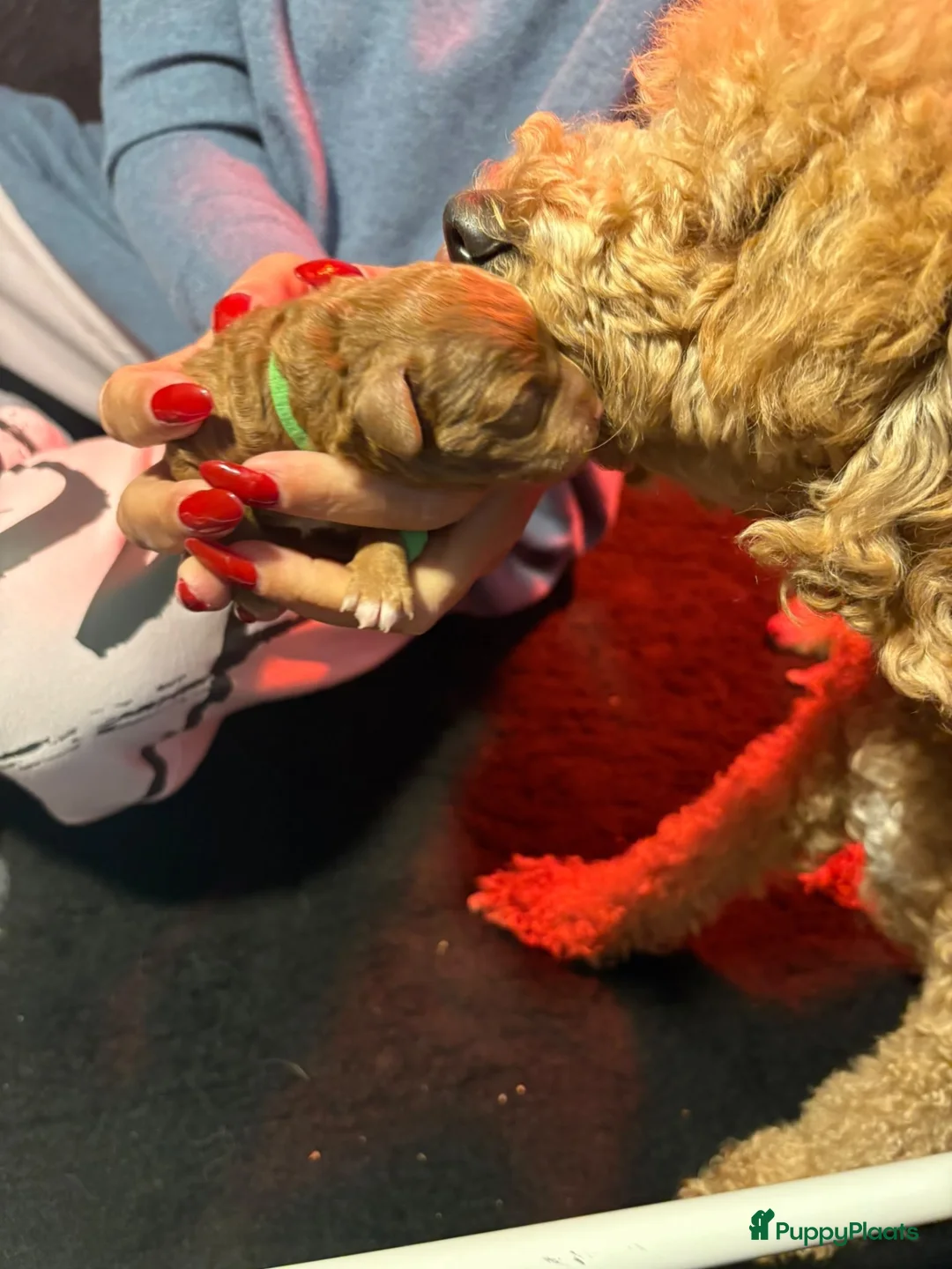 Kruising honden te koop: 3 prachtige rode dwerg / Toy poedel teefjes  - Advertentie 2