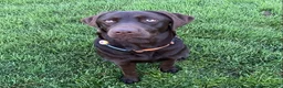 Labrador Retriever honden te koop: Labrador  - Advertentie 2
