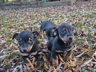 Jack Russel Terriër honden JACK RUSSEL PUPS - Advertentie 6