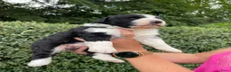 Kruising honden te koop: UNIEKE Wetterhoun X Australian Shepherd pups - Advertentie 14