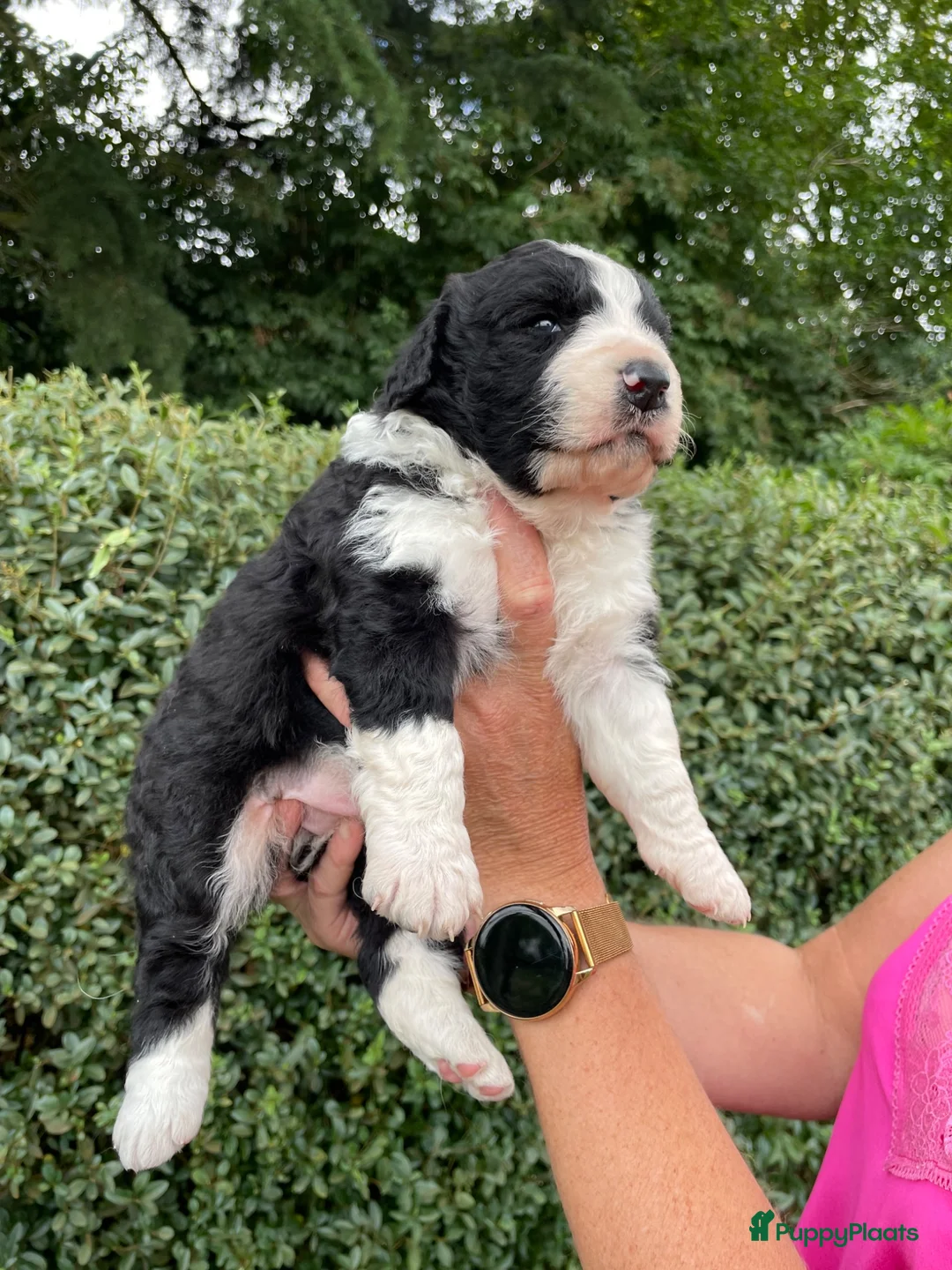 Kruising honden te koop: UNIEKE Wetterhoun X Australian Shepherd pups - Advertentie 14