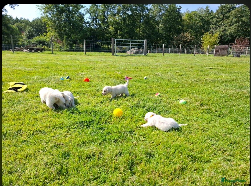 Golden Retriever honden Prachtige Golden Retriever pups - Advertentie 2