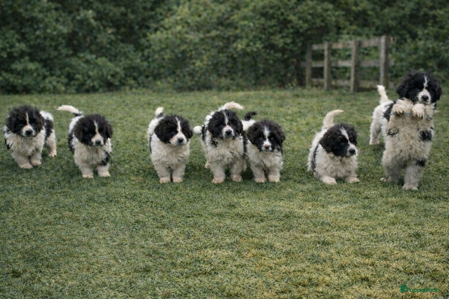 Newfoundlander honden Newfoundlander pups  - Advertentie 5