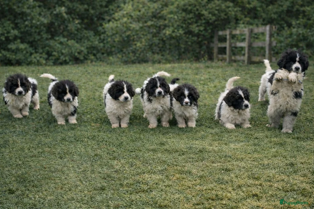 Newfoundlander honden te koop: Newfoundlander pups  - Advertentie 1