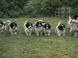 Newfoundlander honden Newfoundlander pups - Advertentie 5