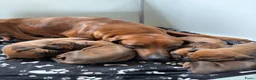 Rhodesian Ridgeback honden te koop: Rhodesian Ridgeback pups  - Advertentie 9